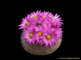 Mammillaria guelzowiana 1103